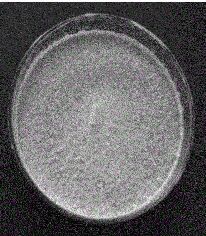 Fujian and Zhejiang phlegmariurus endophytic fungi as well as method and application of Fujian and Zhejiang phlegmariurus endophytic fungi for producing huperzine-A