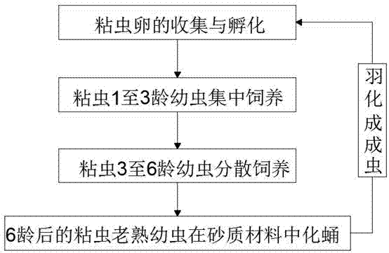 Method for artificially feeding garmyworms in large scale