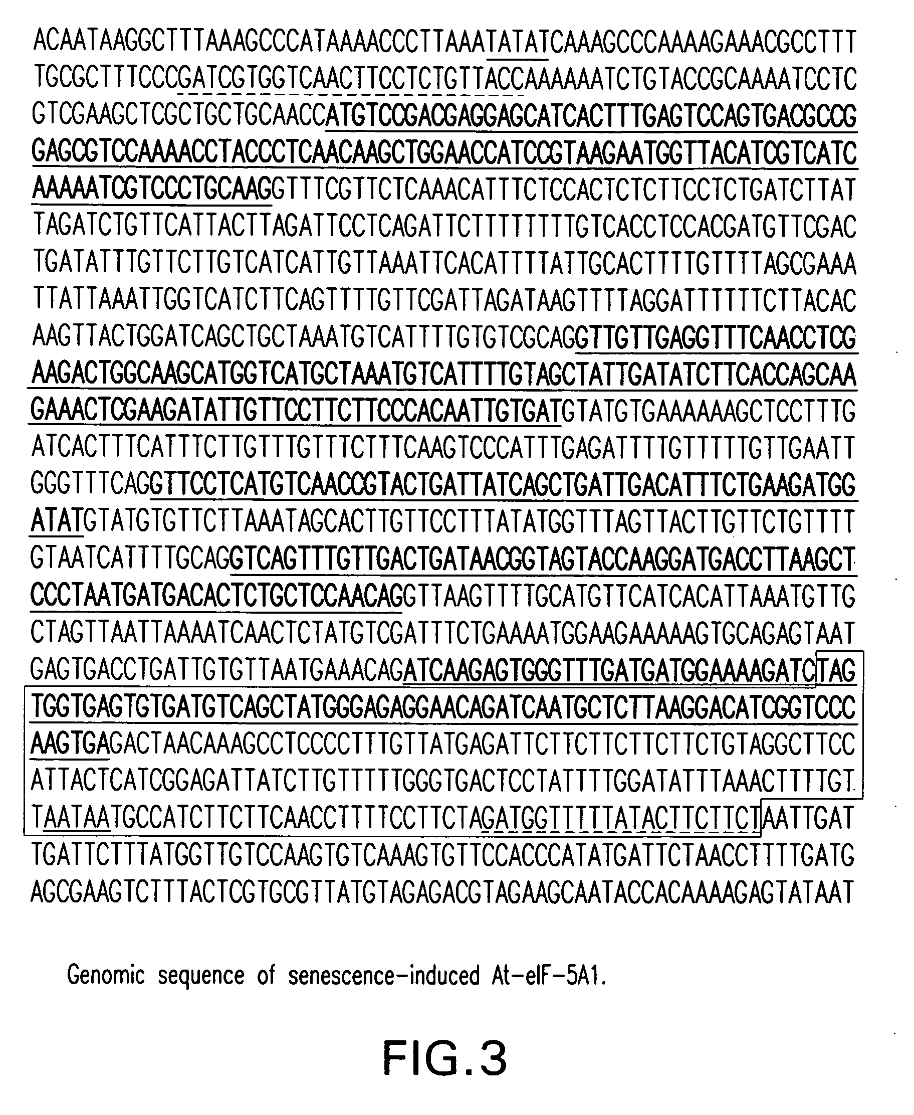 Polynucleotides of DHA and isoforms of eIF-5A and methods of using same