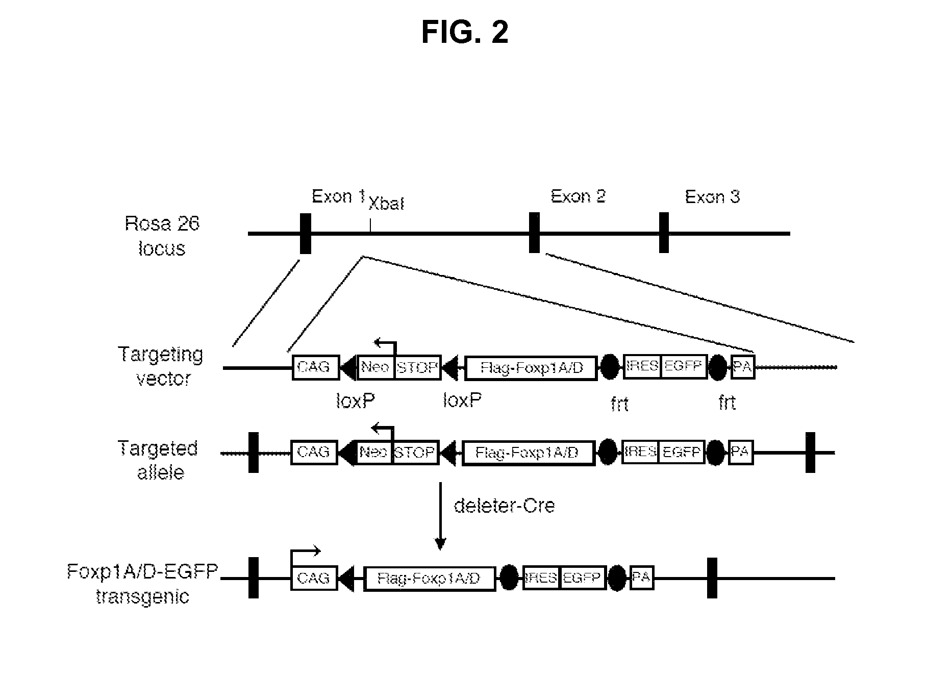 Methods and Compositions for Manipulating the Immune System