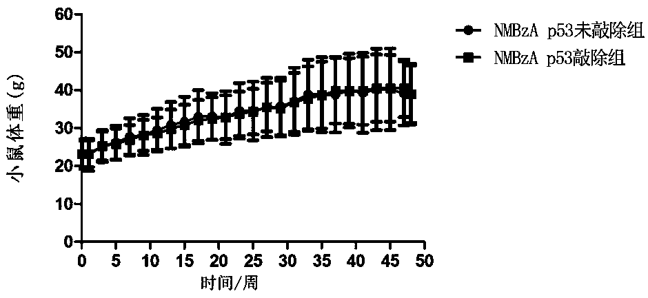 Method for constructing esophageal epithelial tissue p53 specific knockout mouse esophageal precancerous lesion model