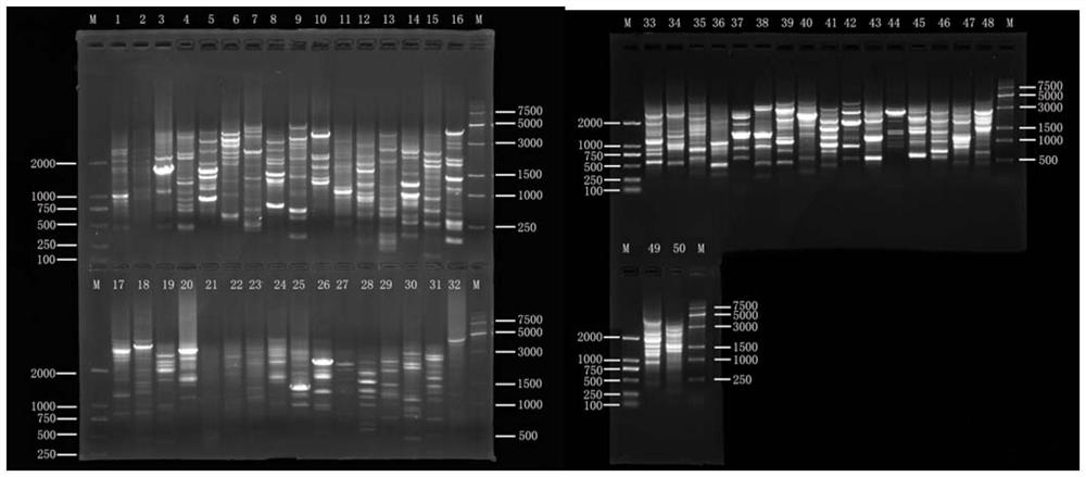 PCR reaction system for SCoT molecular marker of lucuma nervosa