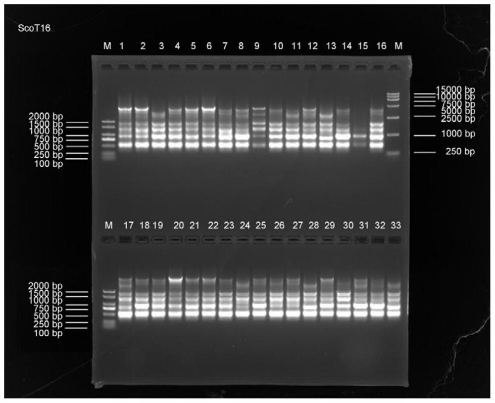 PCR reaction system for SCoT molecular marker of lucuma nervosa