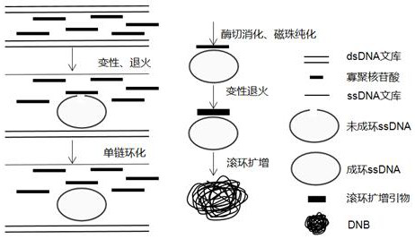 A kit and method for constructing DNA nanospheres in one step