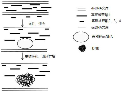 A kit and method for constructing DNA nanospheres in one step