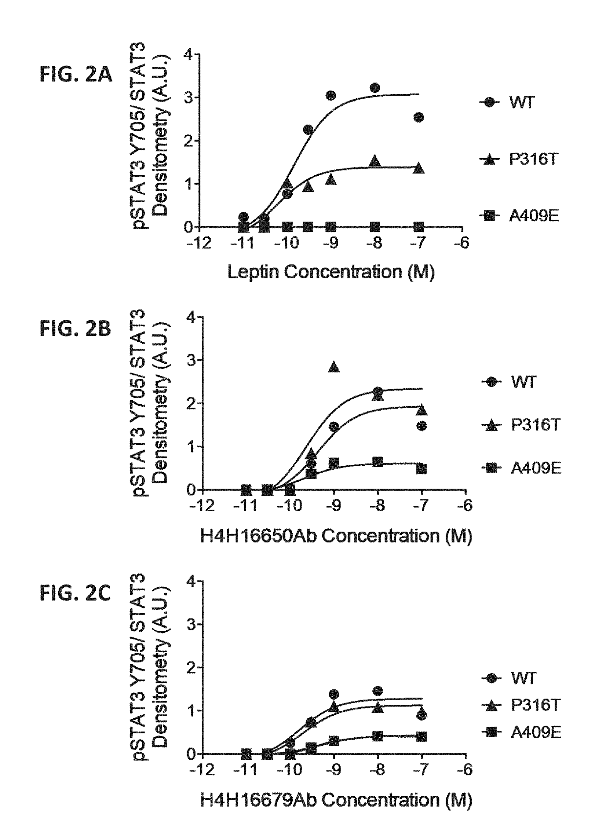 Methods of treatment using a leptin receptor agonist antibody