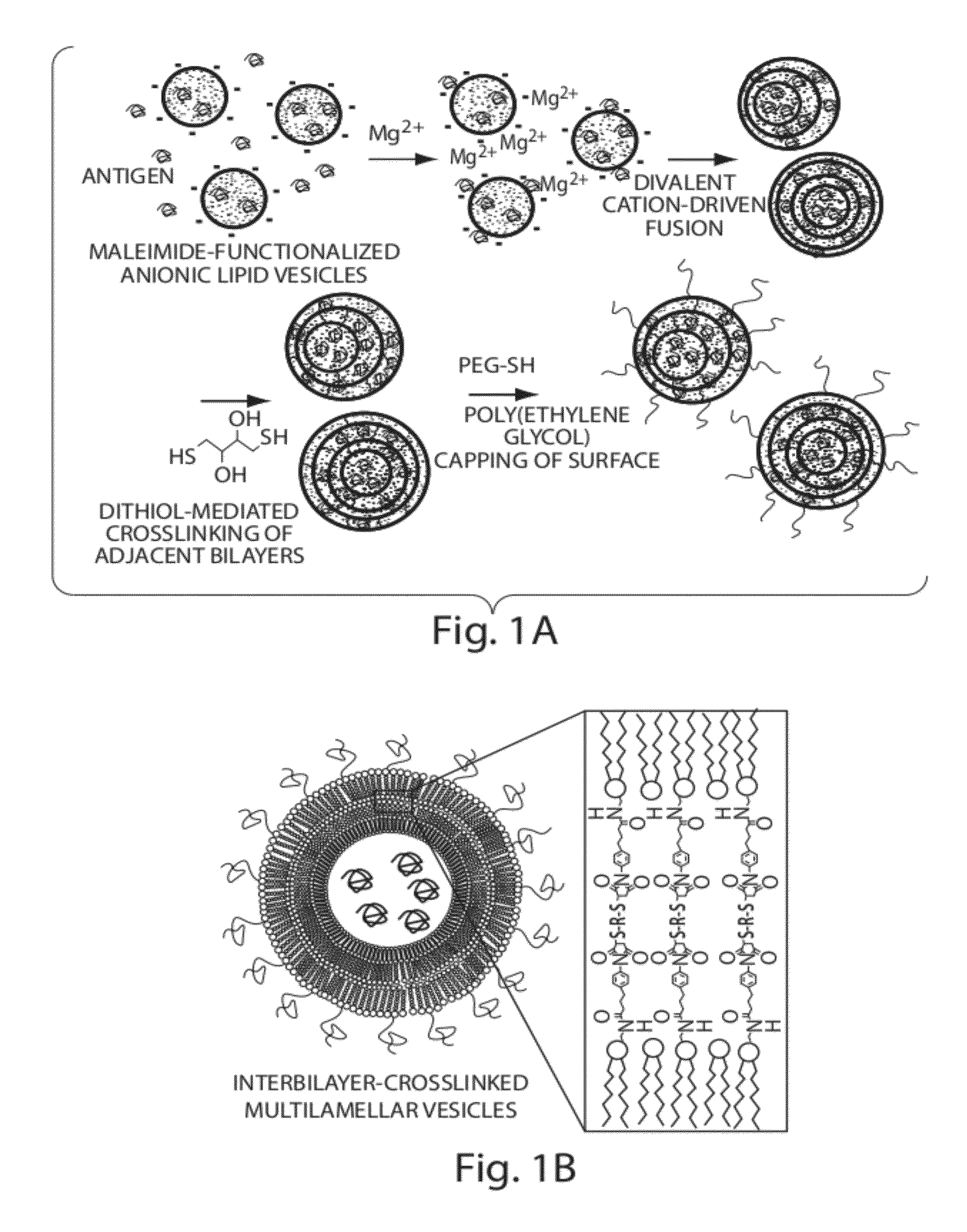 Lipid vesicle compositions and methods of use