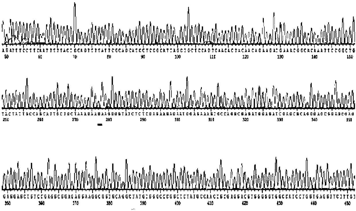 Fusion protein of cytoglobin and sipunculus nudus plasmin