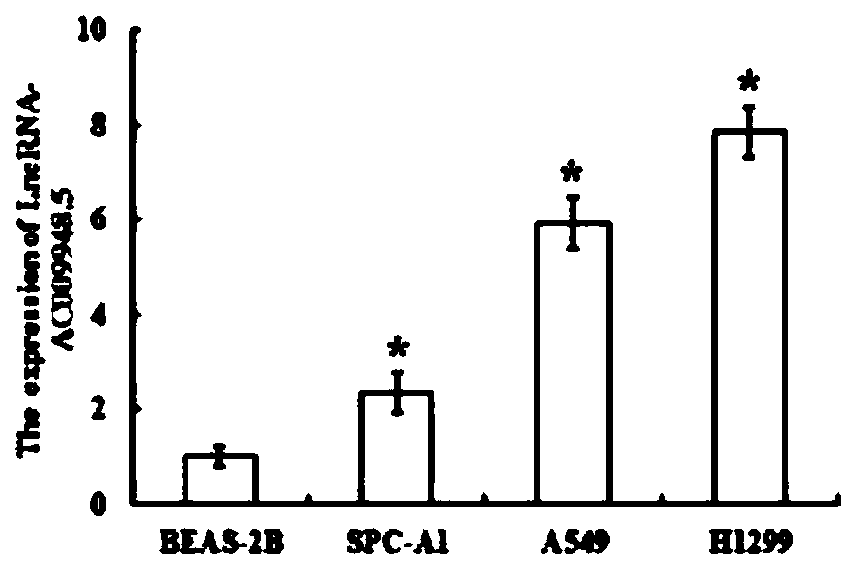 Application of a lncrna in diagnosis and/or treatment of lung adenocarcinoma