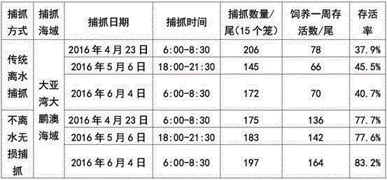 Lossless catching method for wild rabbitfish siganus oramin