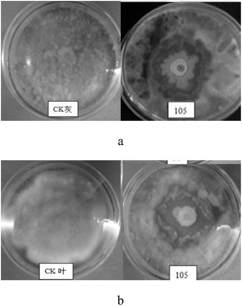 Broad-spectrum disease resisting, growth promotion and stress resisting bacillus capable of preventing and treating tomato gray mold and tomato leaf mold and application of broad-spectrum disease resisting, growth promotion and stress resisting bacillus