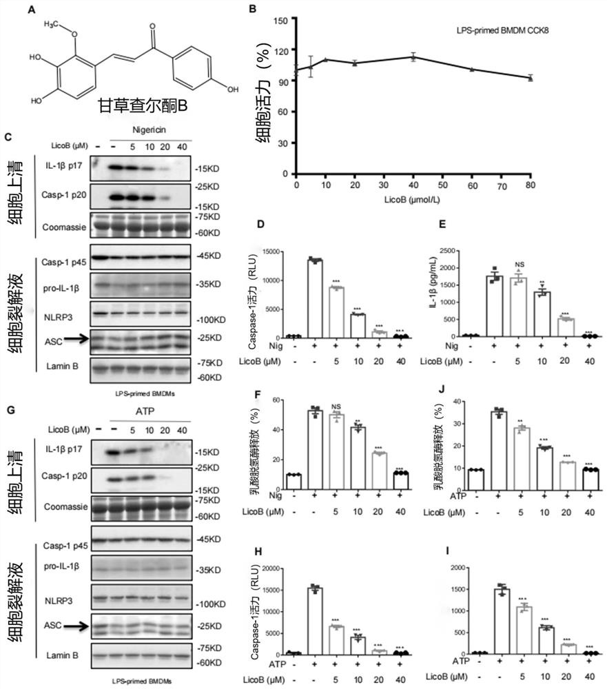 Application of licochalcone B in preparation of medicine for preventing and treating NLRP3-mediated diseases