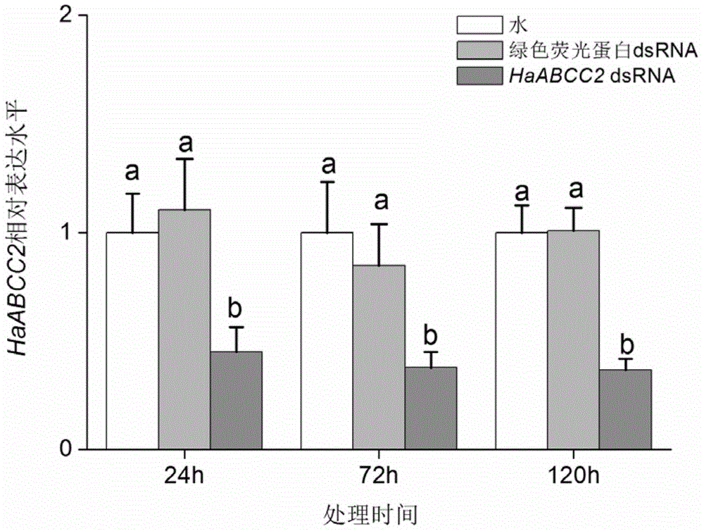 Cotton bollworm transport protein ABCC2 as well as coding gene and application thereof