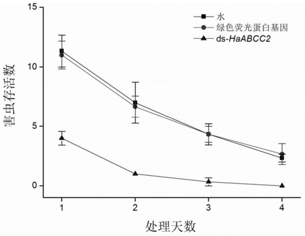 Cotton bollworm transport protein ABCC2 as well as coding gene and application thereof