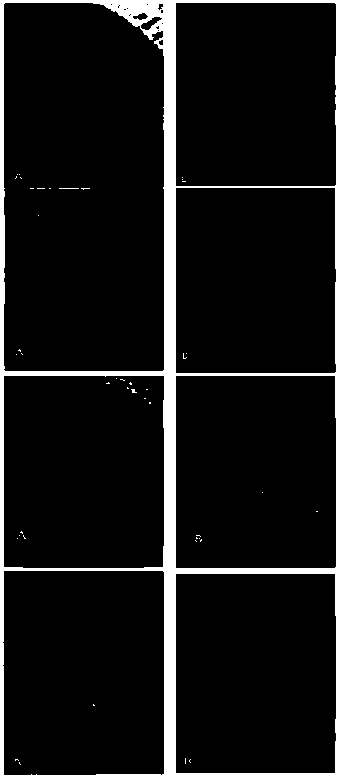 Pharmaceutical composition for treating scars on the skin, and method for treating scars on the skin using same