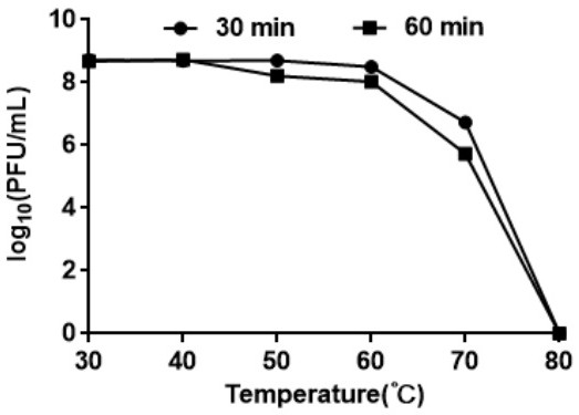 A phage capable of lysing bovine Streptococcus agalactiae and its application