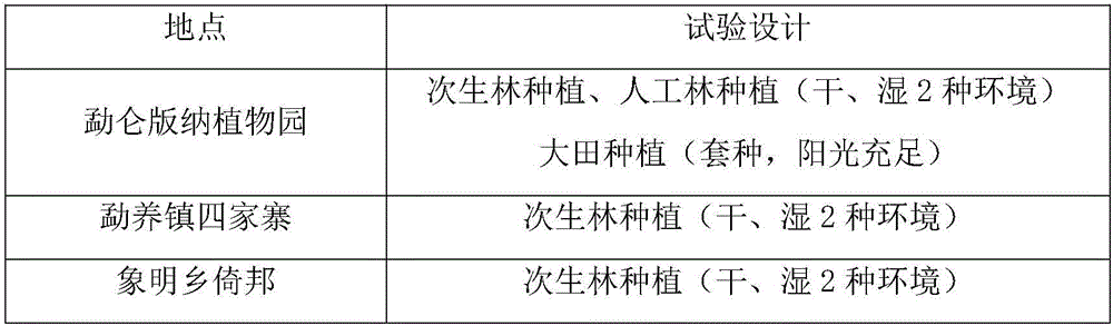 Field planting method for spatholobus stem