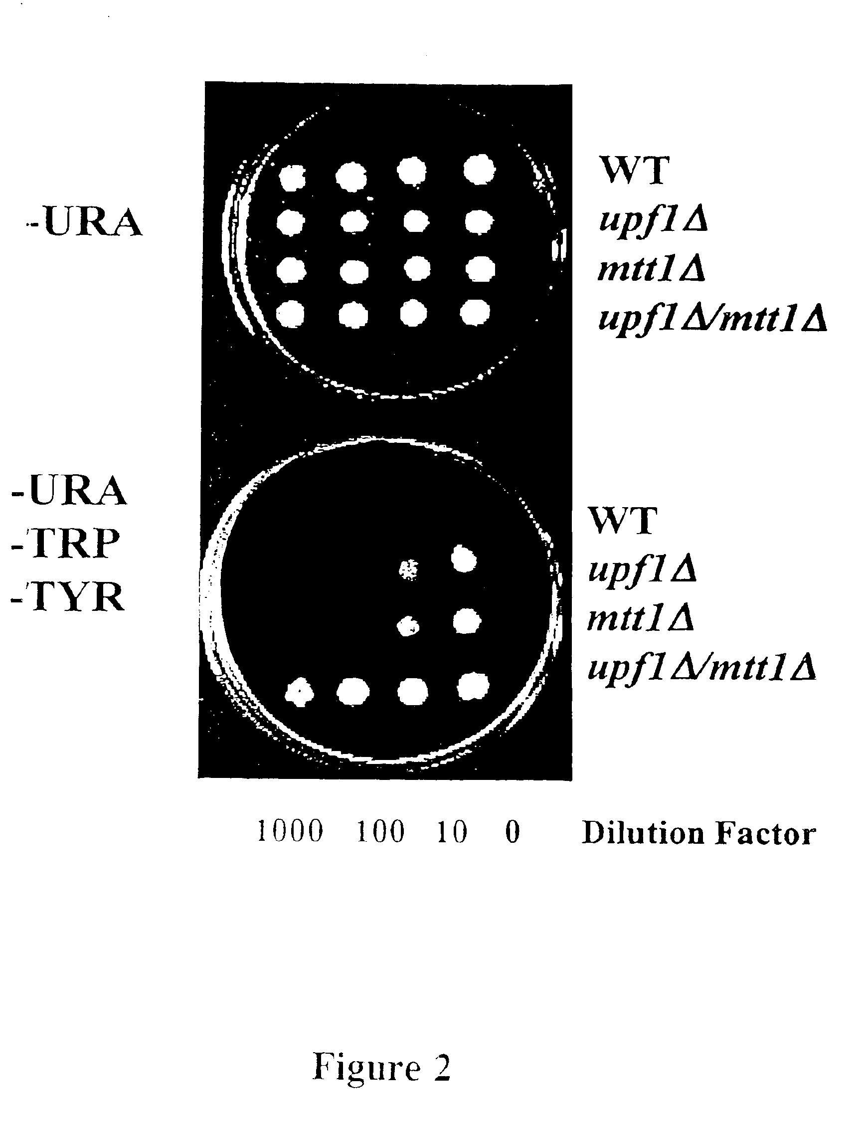 Subfamily of RNA helicases which are modulators of the fidelity of translation termination and uses thereof