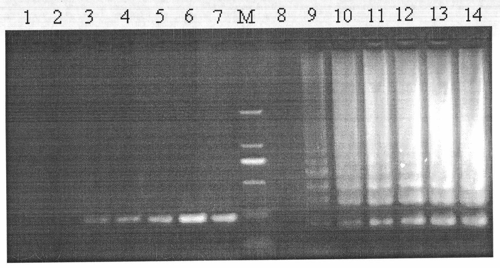 Kit and method for detecting riemerella anatipestifer