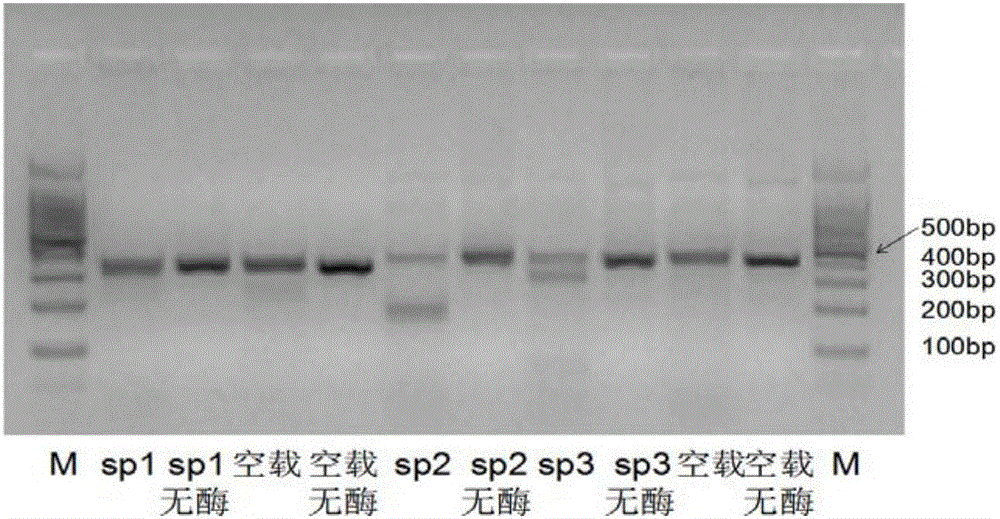 Targeted-FTO-gene-knockout sgRNA (small guide ribonucleic acid) and CRISP (clustered regularly interspaced short palindromic repeats)/Cas9 slow virus system and application thereof