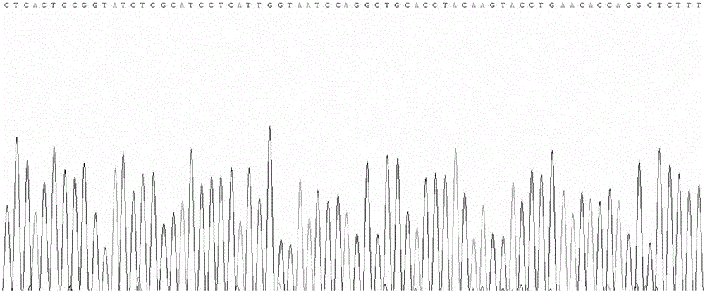 Targeted-FTO-gene-knockout sgRNA (small guide ribonucleic acid) and CRISP (clustered regularly interspaced short palindromic repeats)/Cas9 slow virus system and application thereof