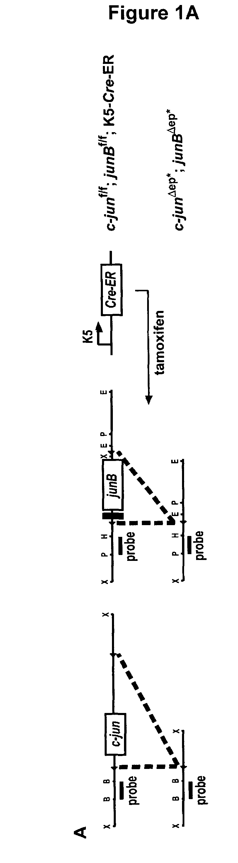 Mouse model for psoriasis and psoriatic arthritis