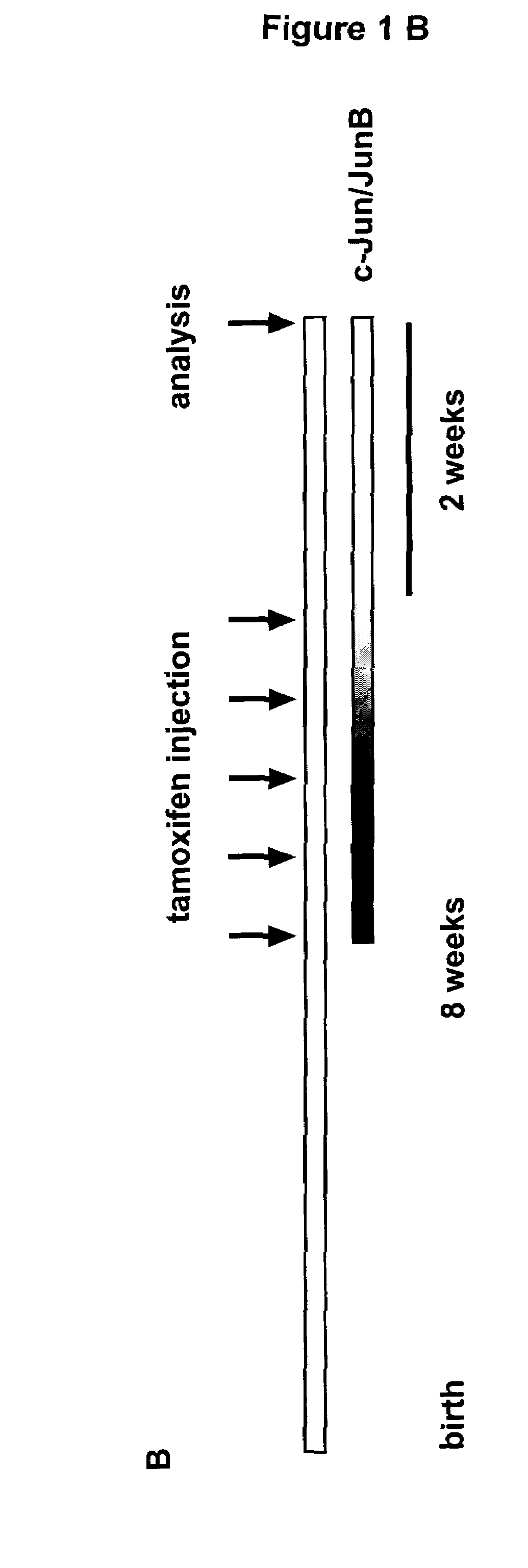 Mouse model for psoriasis and psoriatic arthritis