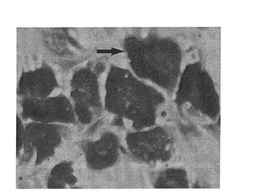 Kit for inducing differentiation from bone mesenchymal stem cells to fat cells, application of kit and method for inducing cell differentiation