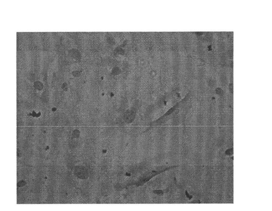 Kit for inducing differentiation from bone mesenchymal stem cells to fat cells, application of kit and method for inducing cell differentiation