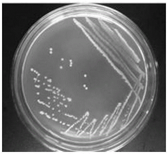 Bacillus pumilus for degrading aflatoxin M1 and active proteins secreted by Bacillus pumilus