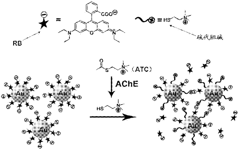 Reagents for detecting AChE (acetylcholinesterase) and preparation method thereof