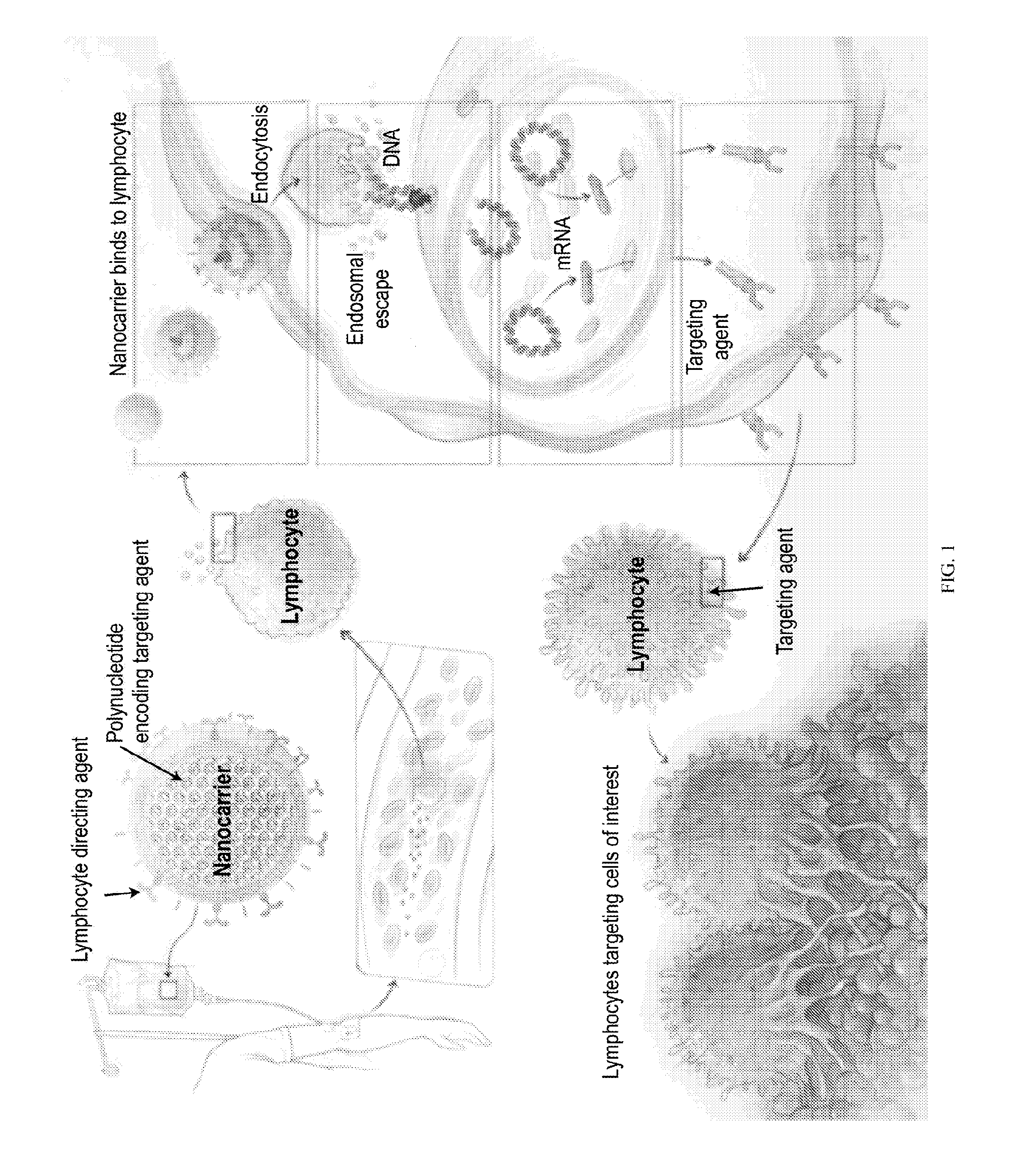 Compositions and methods to modify cells for therapeutic objectives