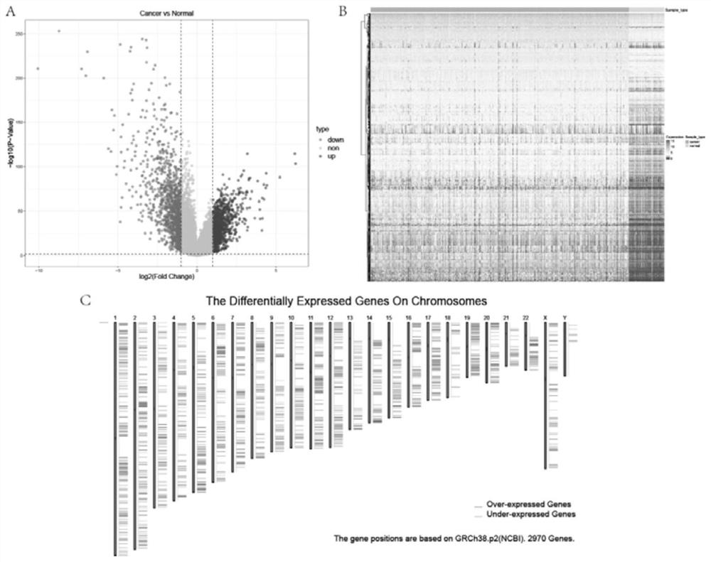 Potential antigen obviously related to prognosis of renal clear cell carcinoma, immune subtype and construction method and application of potential antigen and immune subtype