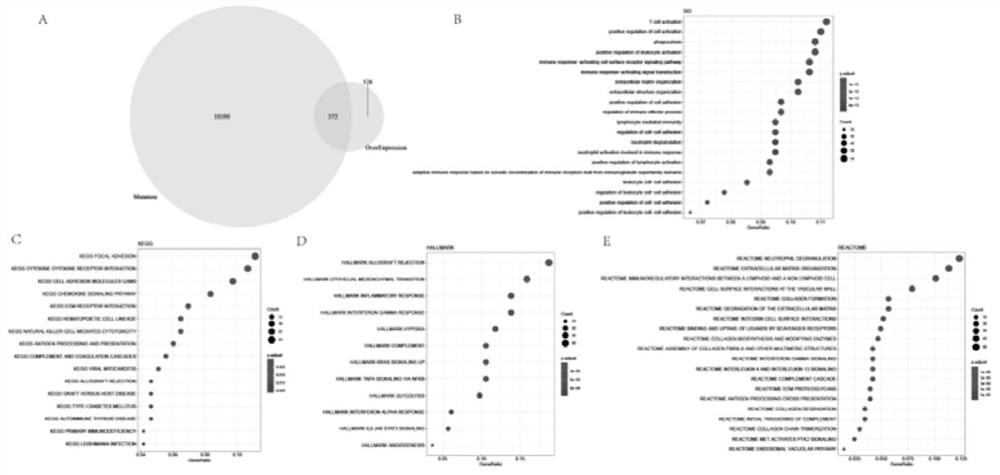 Potential antigen obviously related to prognosis of renal clear cell carcinoma, immune subtype and construction method and application of potential antigen and immune subtype