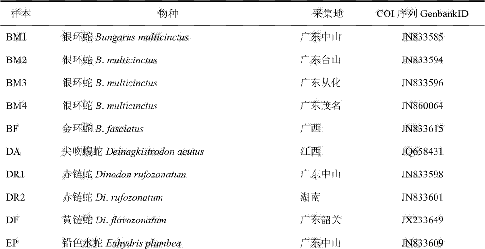 Specific primer for identifying bungarus parvus based on DNA barcodes, PCR method and kit