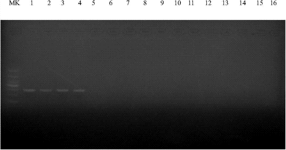 Specific primer for identifying bungarus parvus based on DNA barcodes, PCR method and kit