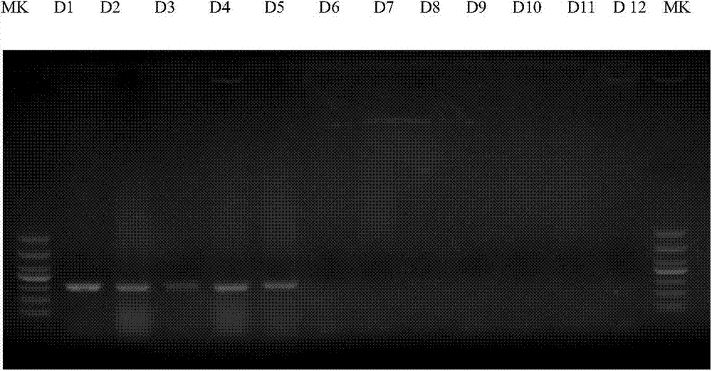 Specific primer for identifying bungarus parvus based on DNA barcodes, PCR method and kit