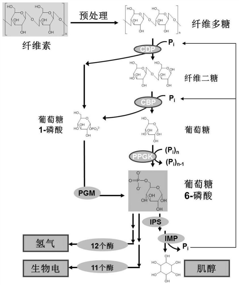 A method for producing inositol by complete phosphorylation of cellulose