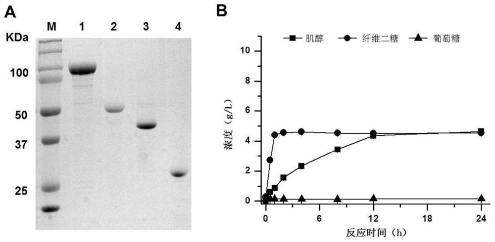 A method for producing inositol by complete phosphorylation of cellulose