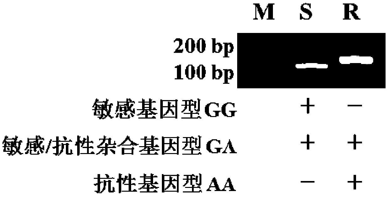 A molecular detection method and special primers for the resistance of Chlorantraniliprole to Chlorantraniliprole