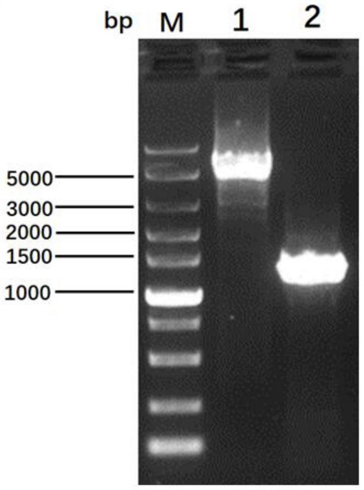 Recombinant serum type-4 fowl adenovirus for expressing serum type-8 fowl adenovirus spike protein and a preparation method thereof