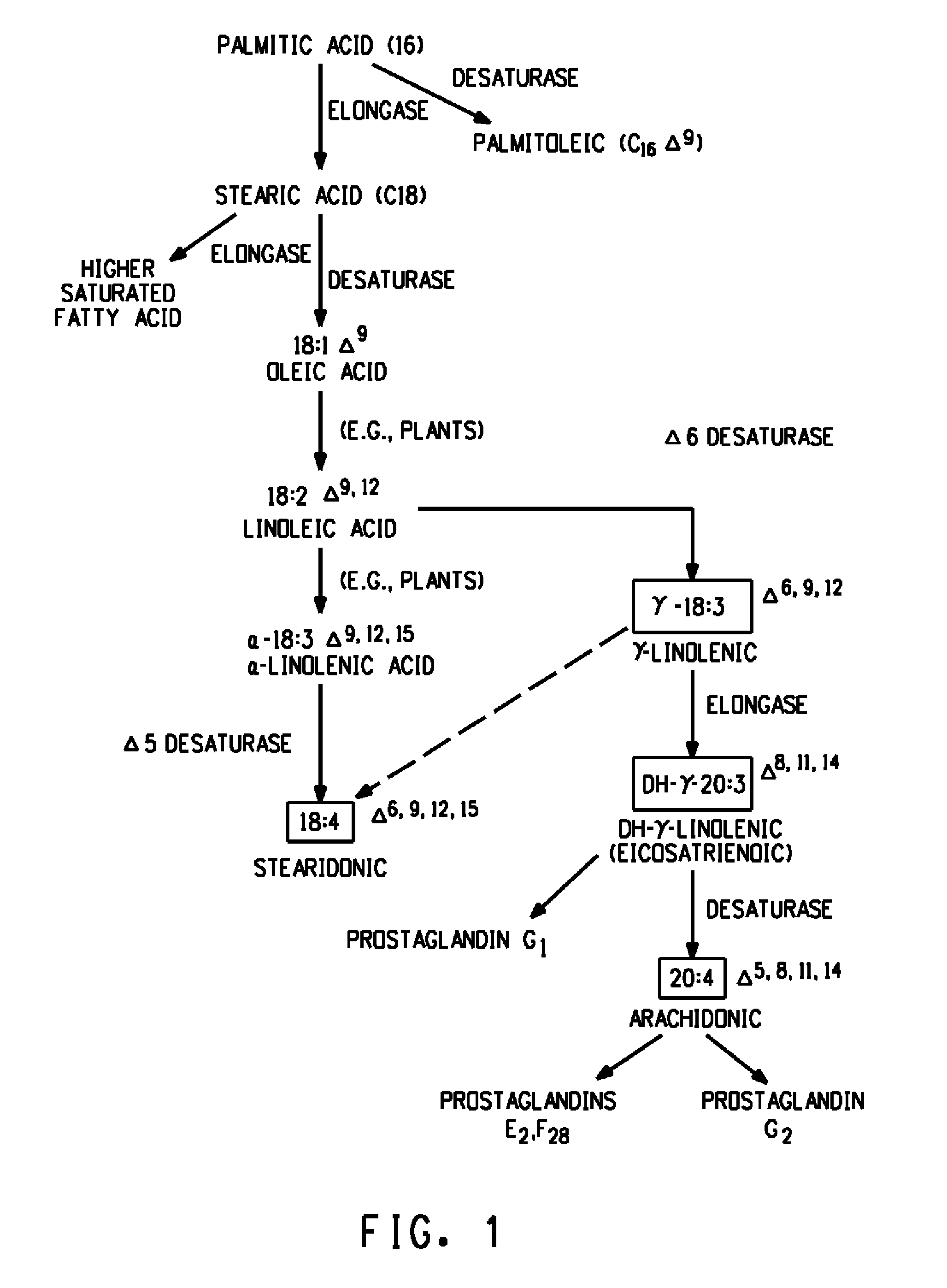 Production of very long chain polyunsaturated fatty acids in oilseed plants