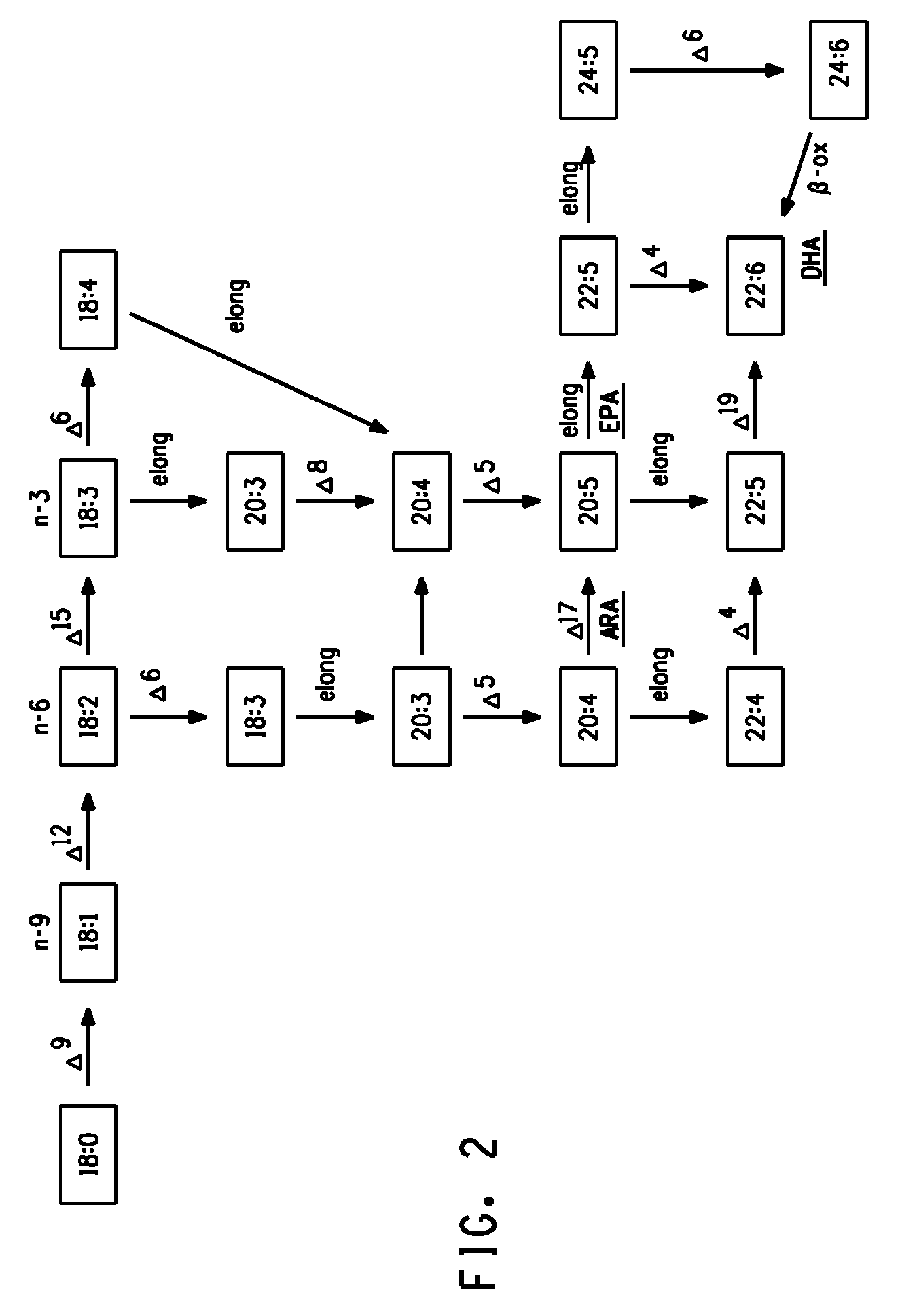 Production of very long chain polyunsaturated fatty acids in oilseed plants