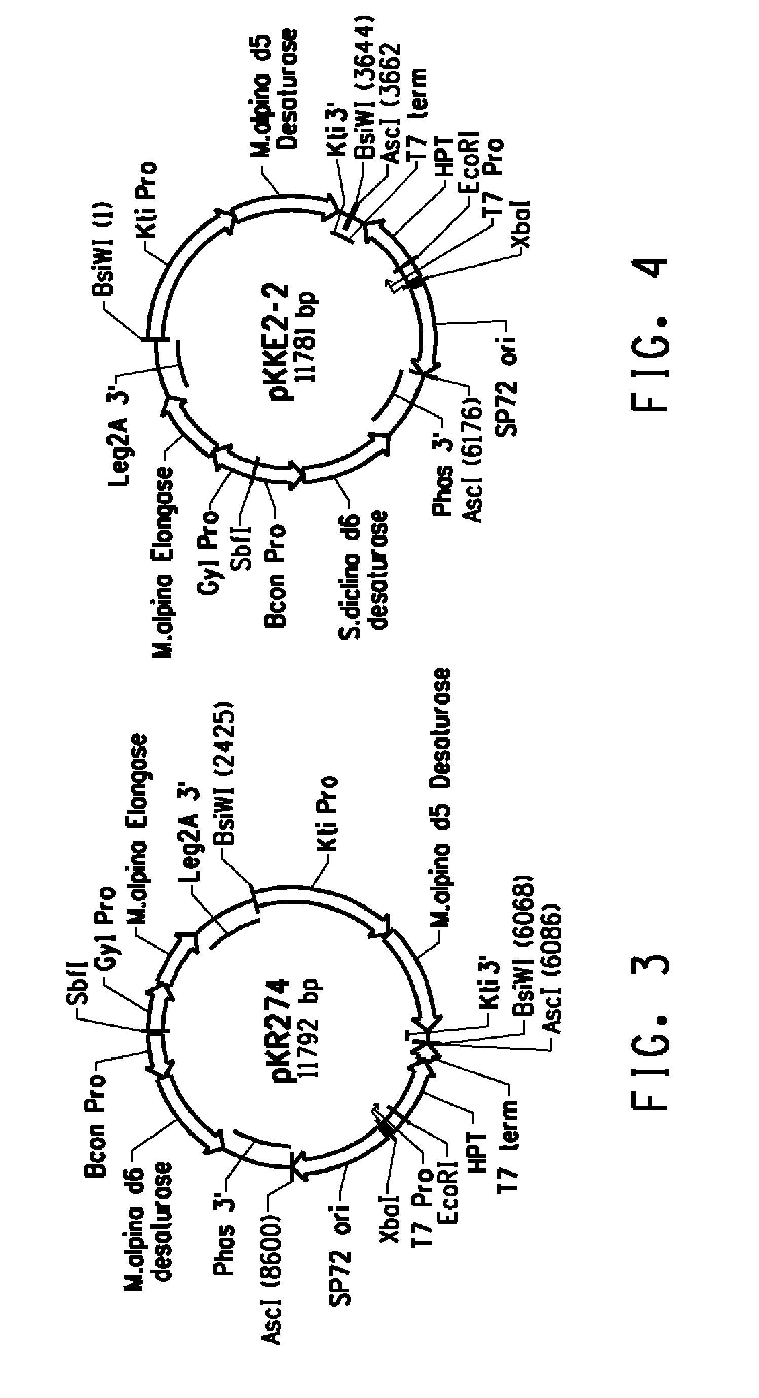 Production of very long chain polyunsaturated fatty acids in oilseed plants