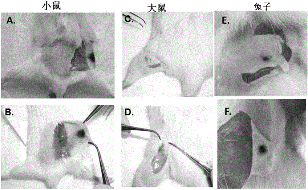 Rabies vaccine needle-free injection system and application