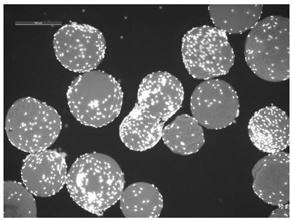 A method for large-scale expansion of mesenchymal stem cells