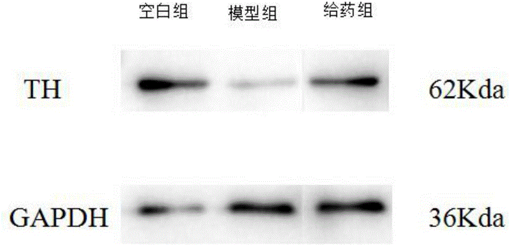 Application of astilbin in aspect of preventing and treating Parkinson's disease