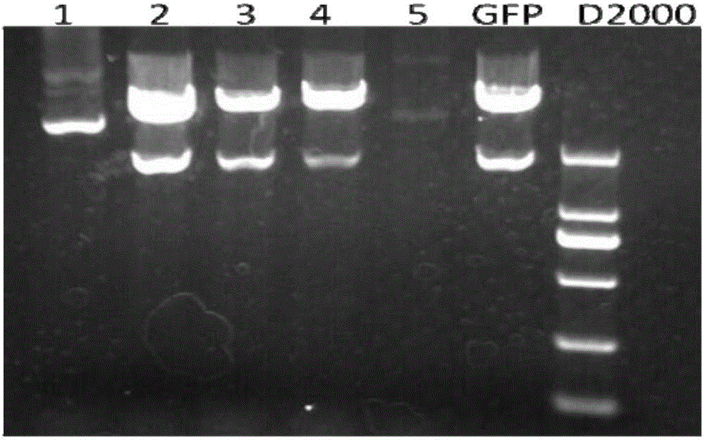 SENP1 protein inhibitor and use thereof