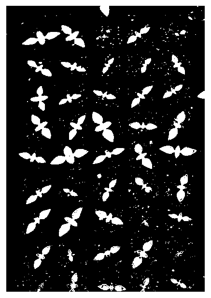 A simple and high-efficiency seedling cultivation method