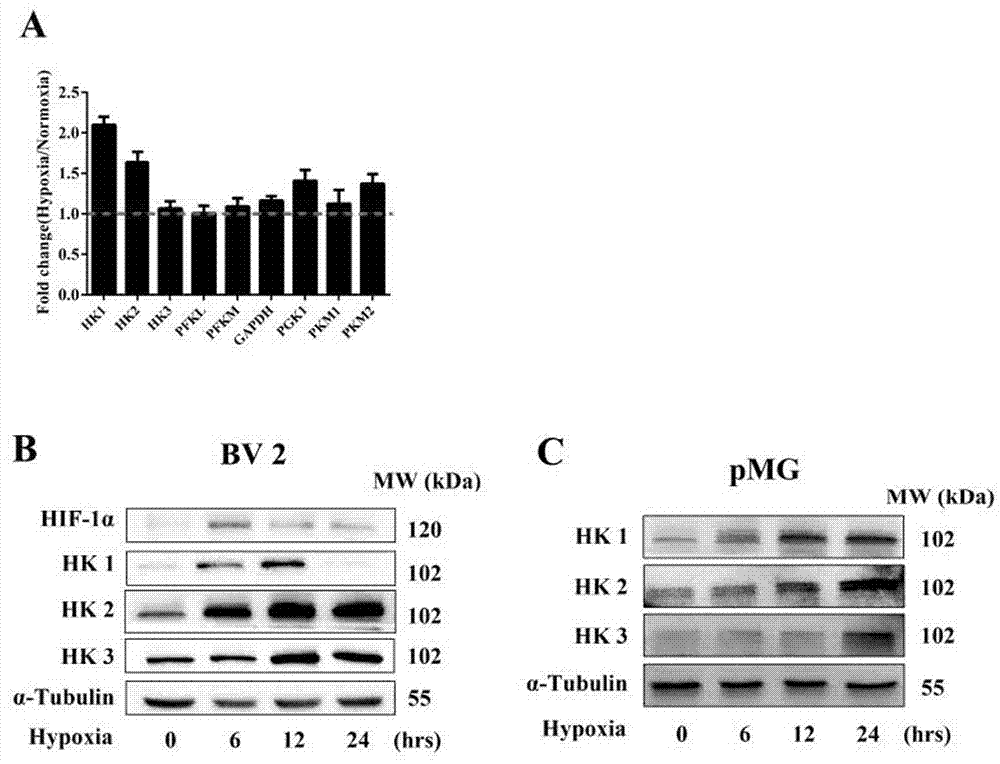 Application of hexokinase 2-specific inhibitor in acute central nervous system injury diseases